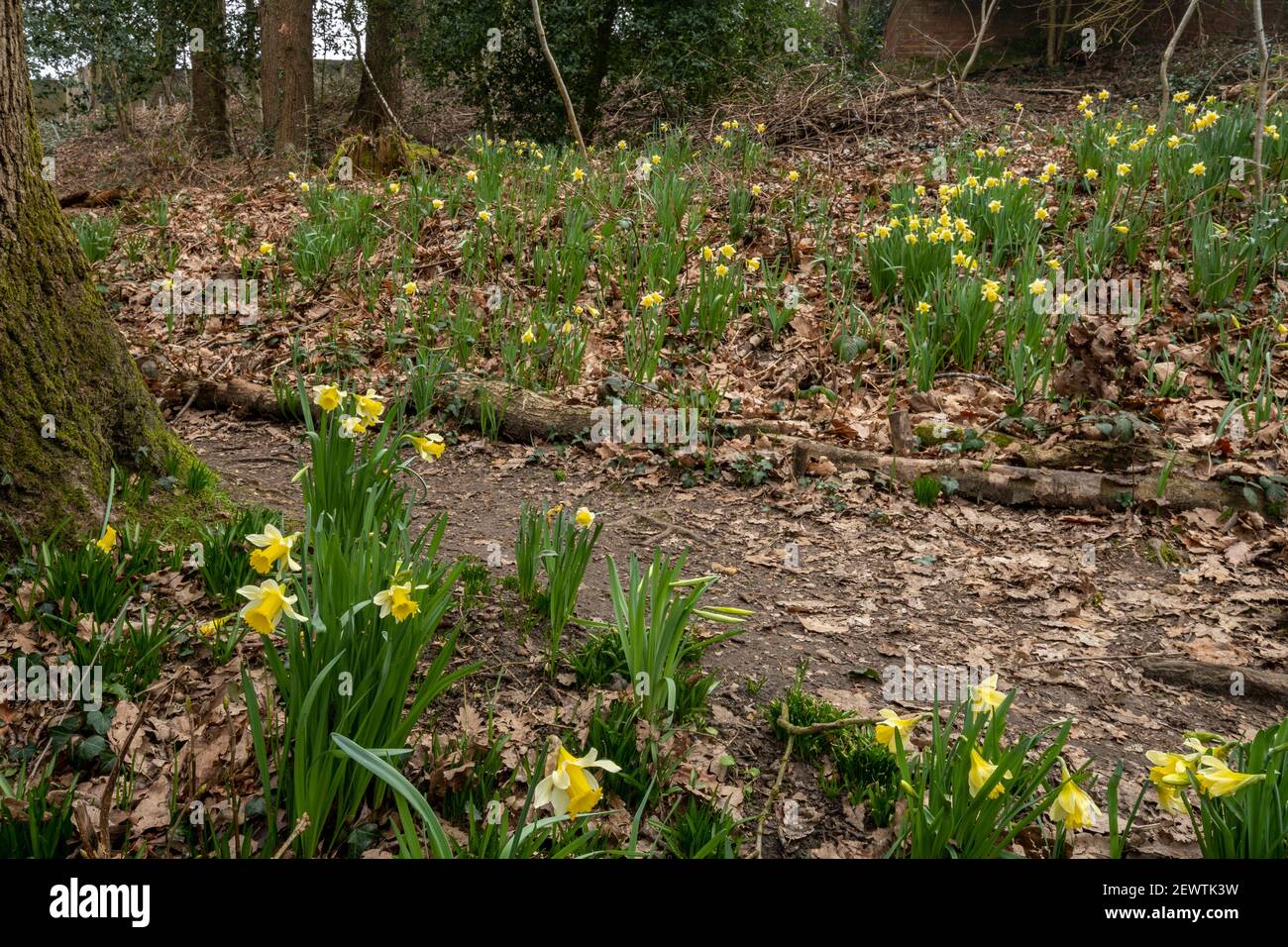 Jonquilles sauvages (Narcisse pseudoquescisse), fleur sauvage indigène dans les bois anciens de Warren Wood, Surrey, Royaume-Uni Banque D'Images