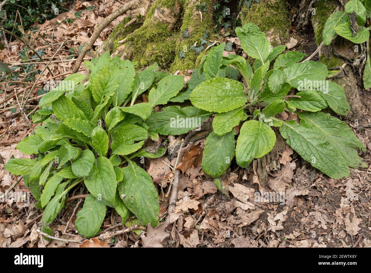 Feuillage de Lungwort (Pulmonaria officinalis) montrant des feuilles tachetées en mars, Angleterre, Royaume-Uni Banque D'Images