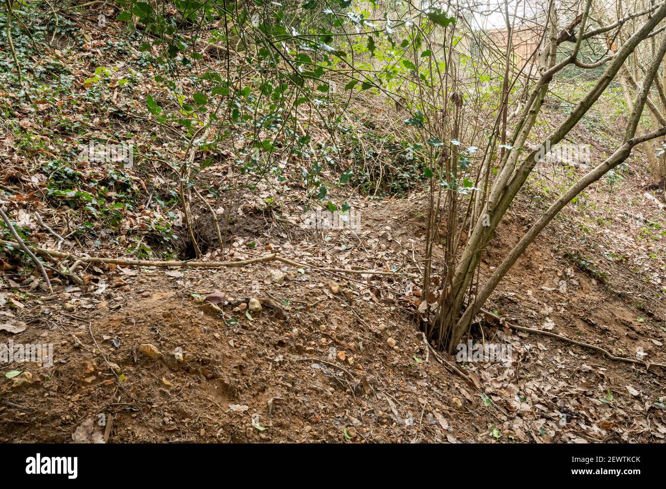 Badger sett dans la forêt, Royaume-Uni Banque D'Images