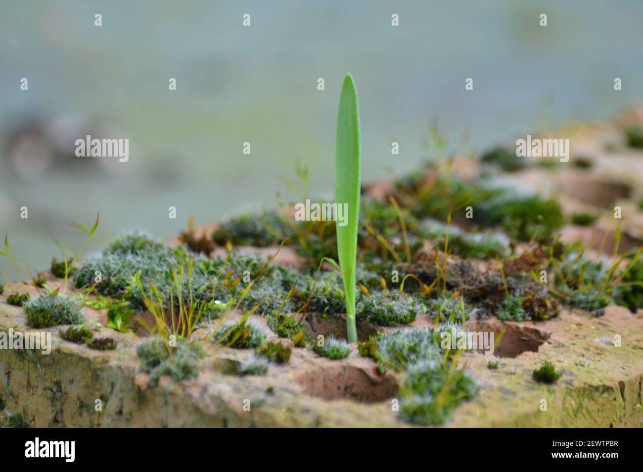 Mousse poussant sur UN brique maison - Bryophyta - non vasculaire Plante - jardin - croissance de la plante - mousse et simple Blade of Grass House Brick - Yorkshire, Royaume-Uni Banque D'Images