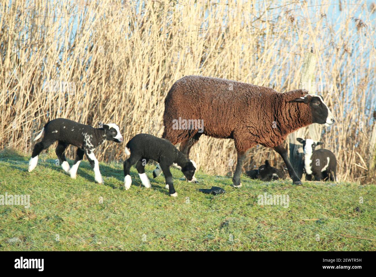 Moutons bruns avec deux agneaux marchant sur une digue Banque D'Images