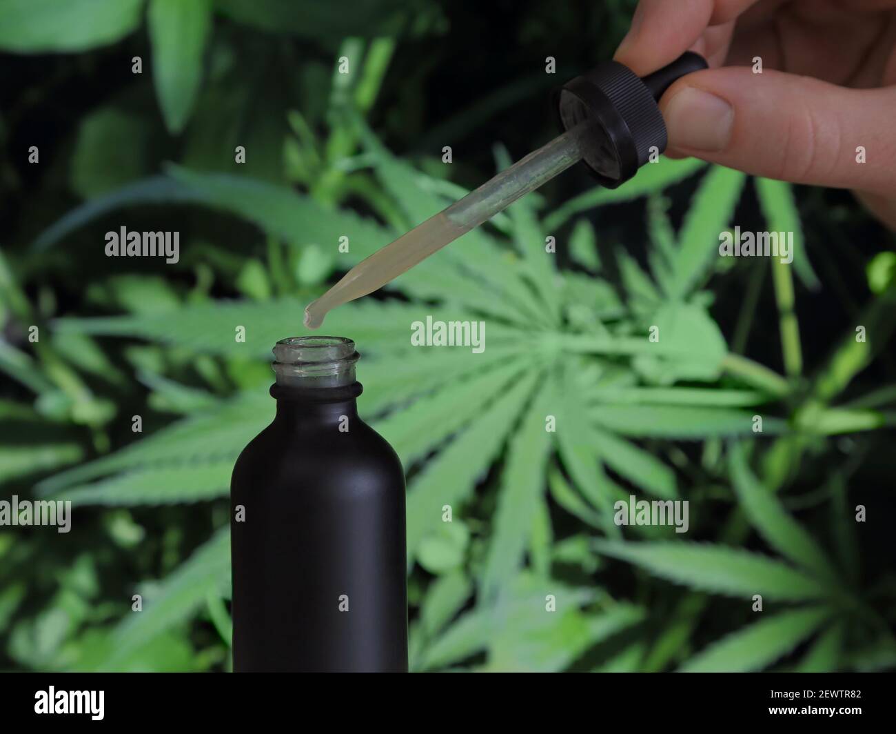 Une bouteille noire et un compte-gouttes de solution de teinture de CBD et de THC sont présentés de près, étant tenus par une main mâle devant les feuilles de marijuana. Banque D'Images
