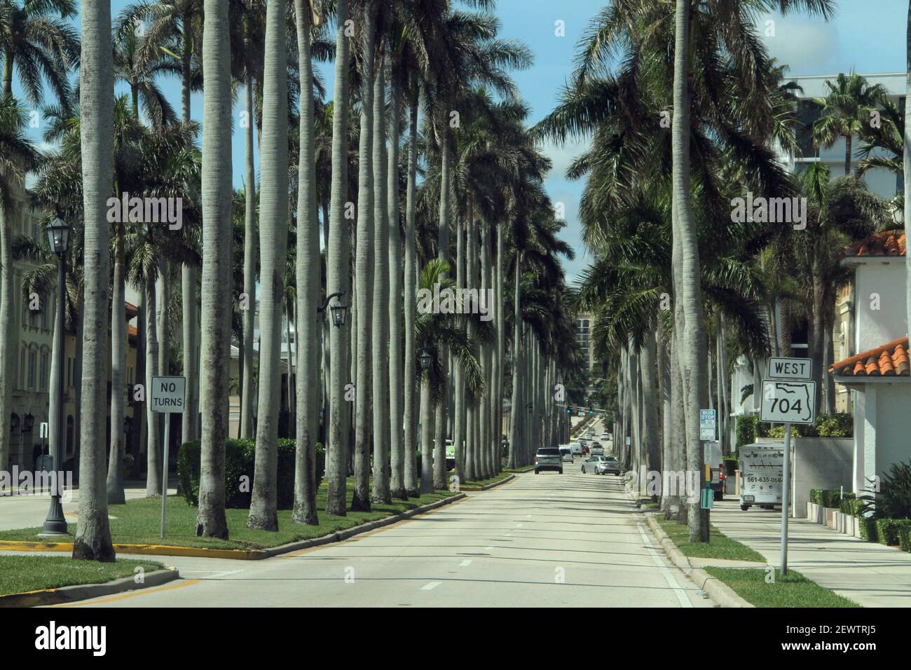 Palm Beach, Floride, États-Unis. Palmiers le long du boulevard Okeechobee. Banque D'Images
