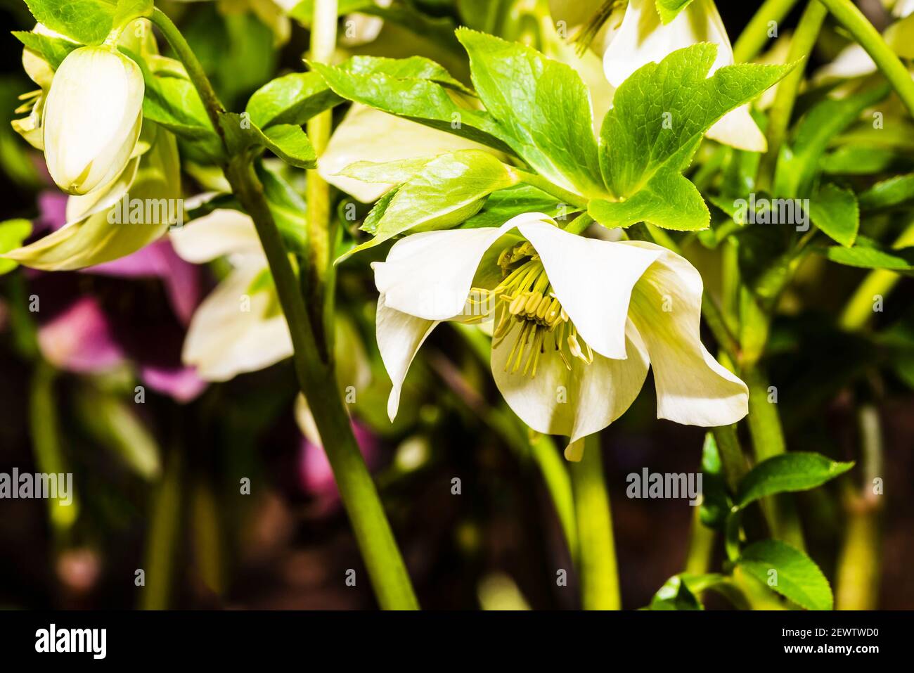 Gros plan d'un Helleborus orientalis dans un jardin du nord de Londres, Londres, Royaume-Uni Banque D'Images
