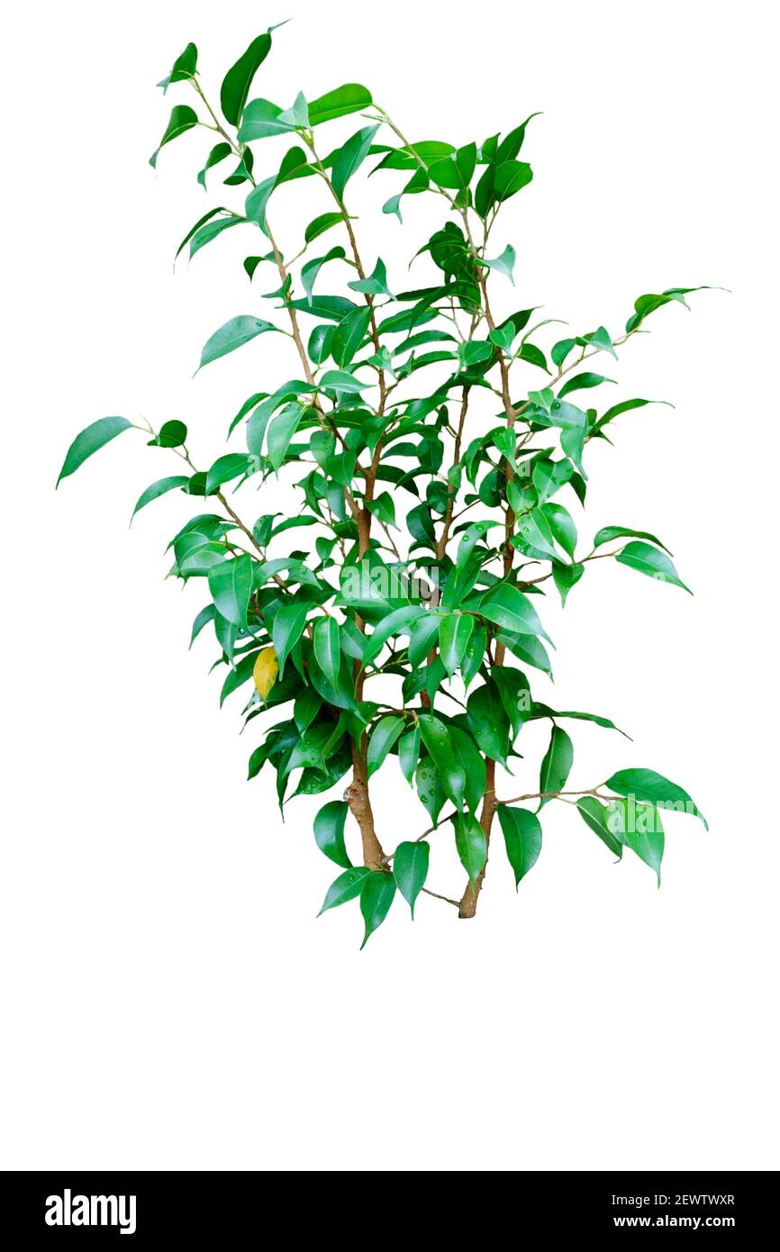 Arbre décoratif Ficus benjamina isolé sur fond blanc Banque D'Images