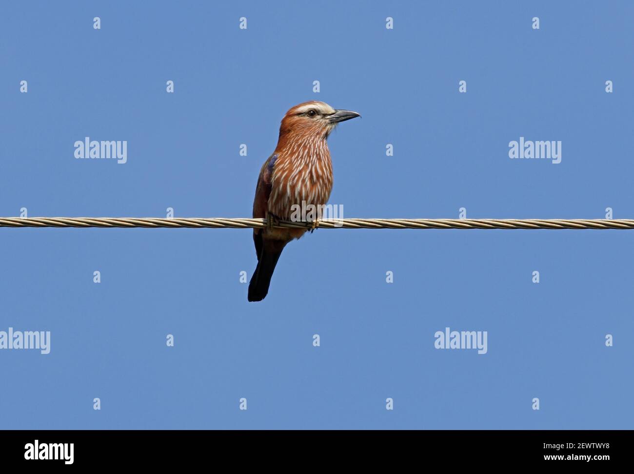 Roufous-couronné Roller (Coracias naevia naevia) adulte perché sur la ligne électrique du lac Naivasha, Kenya Octobre Banque D'Images