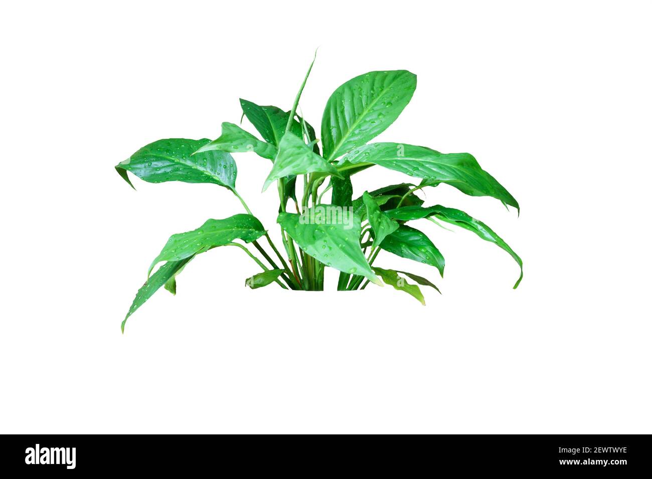 Fleur intérieure Spathiphyllum isolée sur fond blanc Banque D'Images