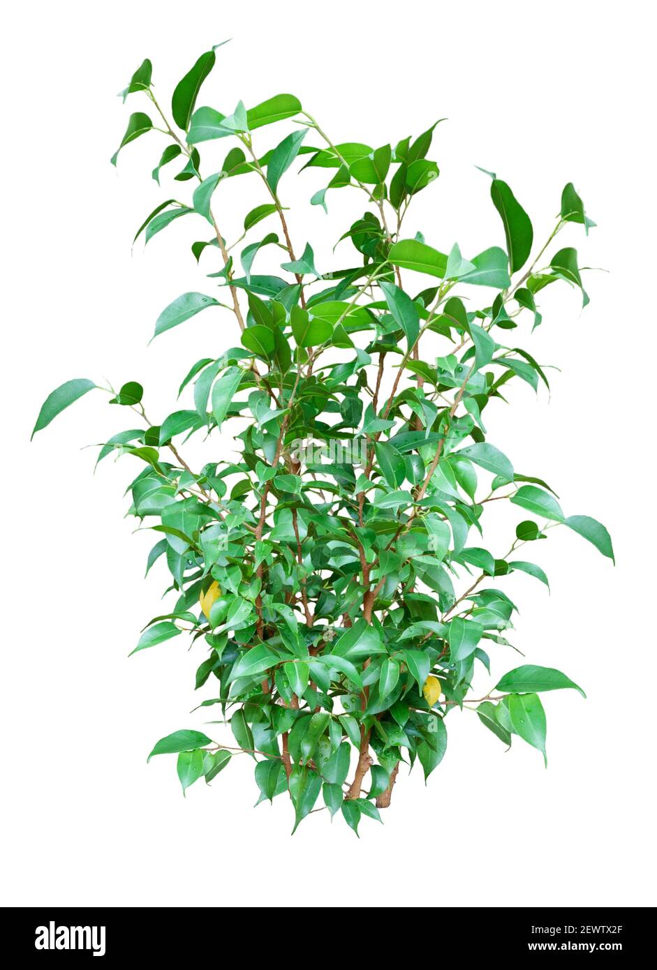 Ficus benjamina, plante d'origine luxuriante isolée sur fond blanc Banque D'Images