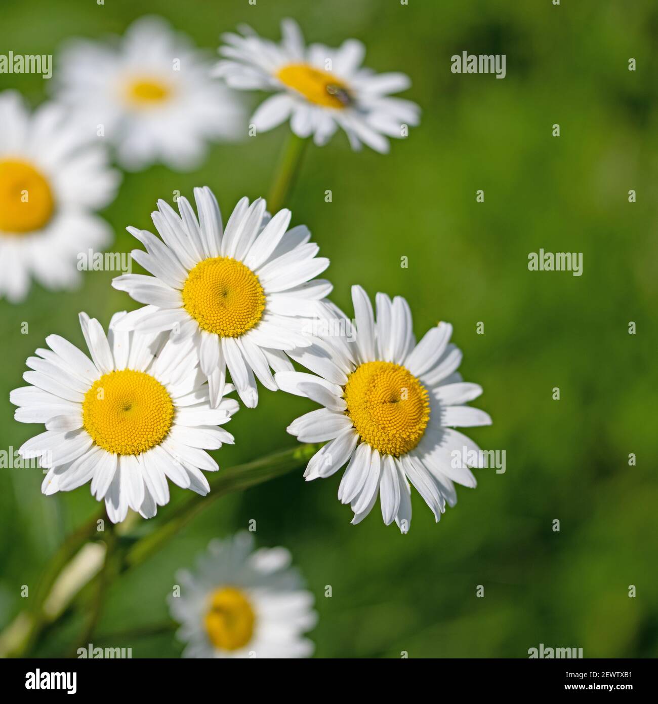 Marguerites fleuries, Leucanthemum, en gros plan Banque D'Images