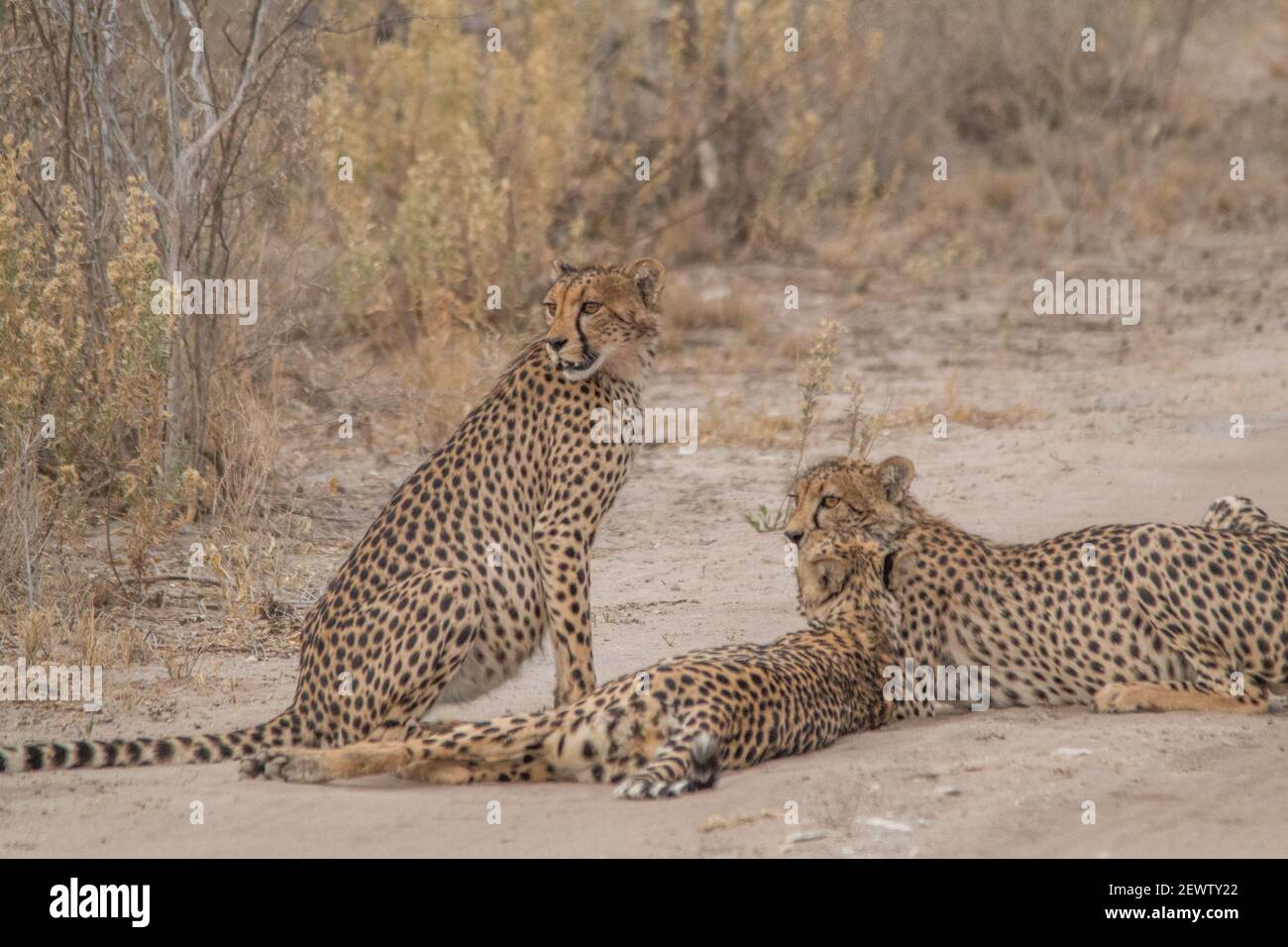 Guépards marchant et se tenant dans la prairie de la savane dans le parc national d'Etosha en Namibie, en Afrique Banque D'Images