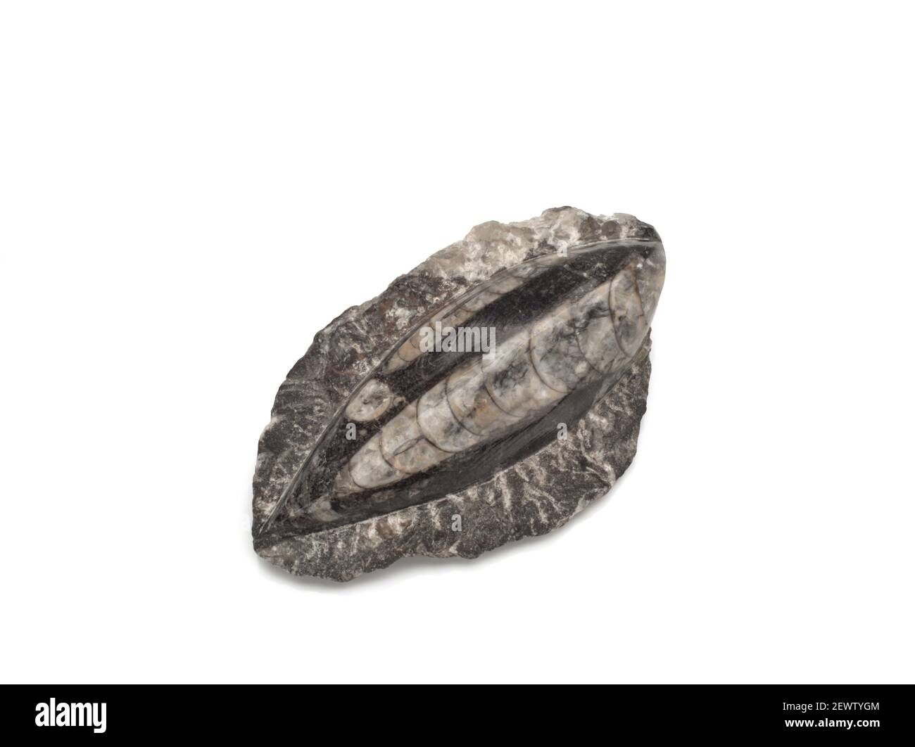 gros plan d'un poisson pétrifié fossilisé dinosaure fossile reste dedans pierre avec détails du squelette avec crâne et os Banque D'Images