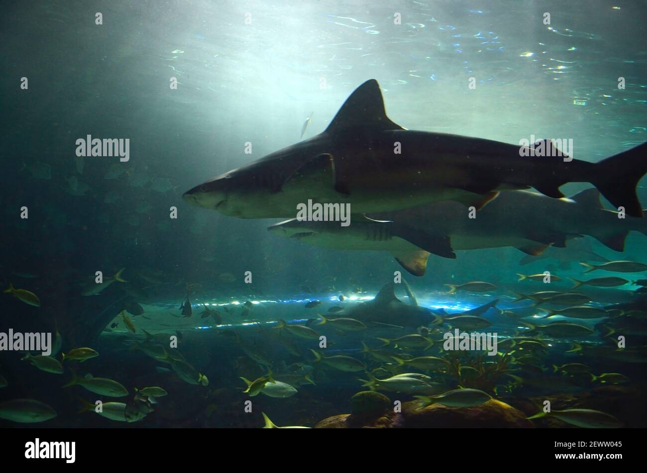 Requins De Roussette Banque D Image Et Photos Alamy Requins De Roussette Banque D Image Et Photos Alamy