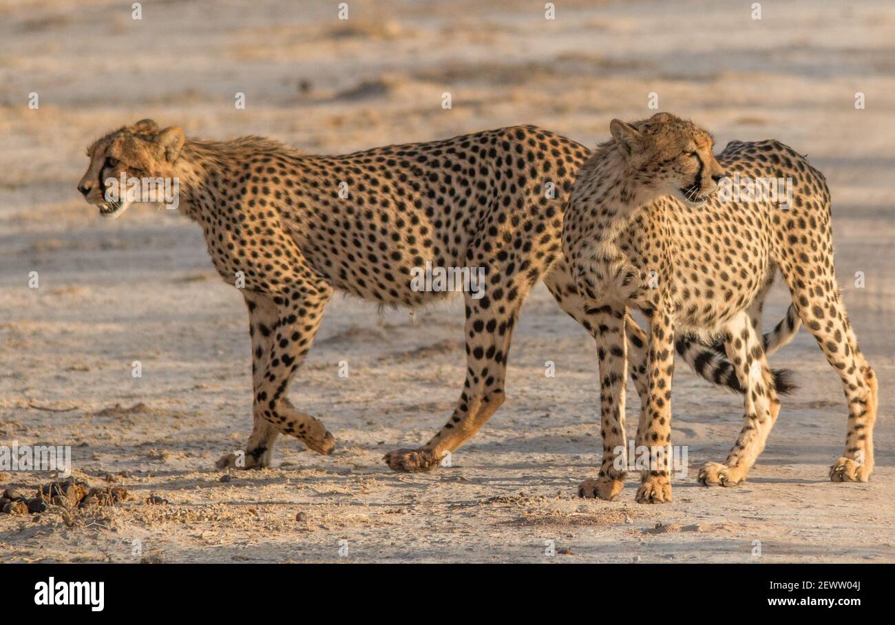 Guépards marchant et se tenant dans la prairie de la savane dans le parc national d'Etosha en Namibie, en Afrique Banque D'Images