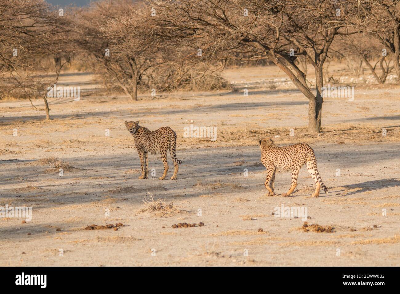 Guépards marchant et se tenant dans la prairie de la savane dans le parc national d'Etosha en Namibie, en Afrique Banque D'Images