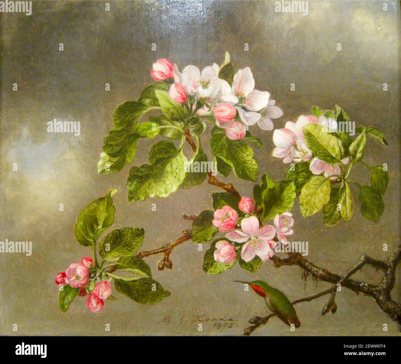 Illustration de Martin Johnson Heade intitulée Hummingbird and Apple Blossom 1875 Banque D'Images