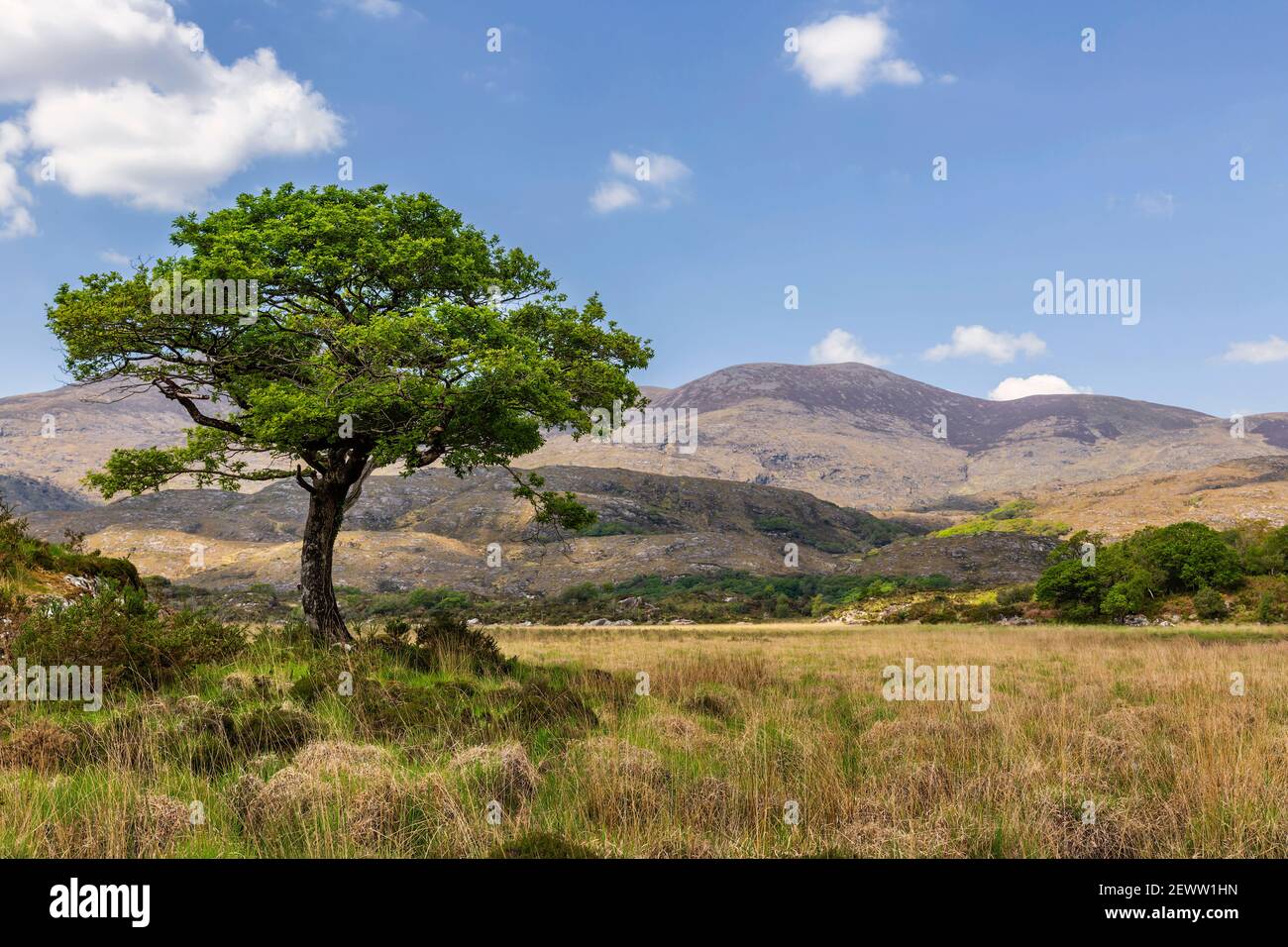 Un chêne unique au printemps avec des montagnes en arrière-plan dans le parc national de Killarney dans le comté de Kerry, en Irlande. Banque D'Images