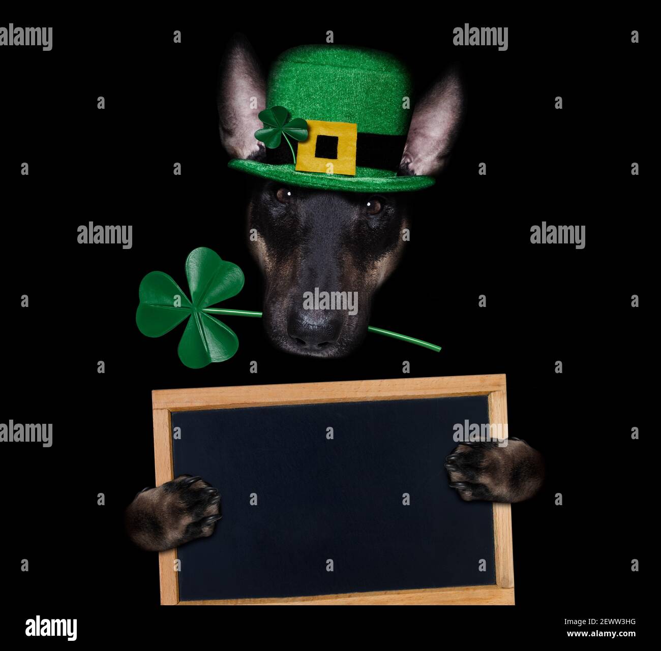chien de terre-taureau de st patricks avec un trèfle chanceux isolé sur fond noir sombre dramtic, tenant une affiche de bannière de tableau noir Banque D'Images