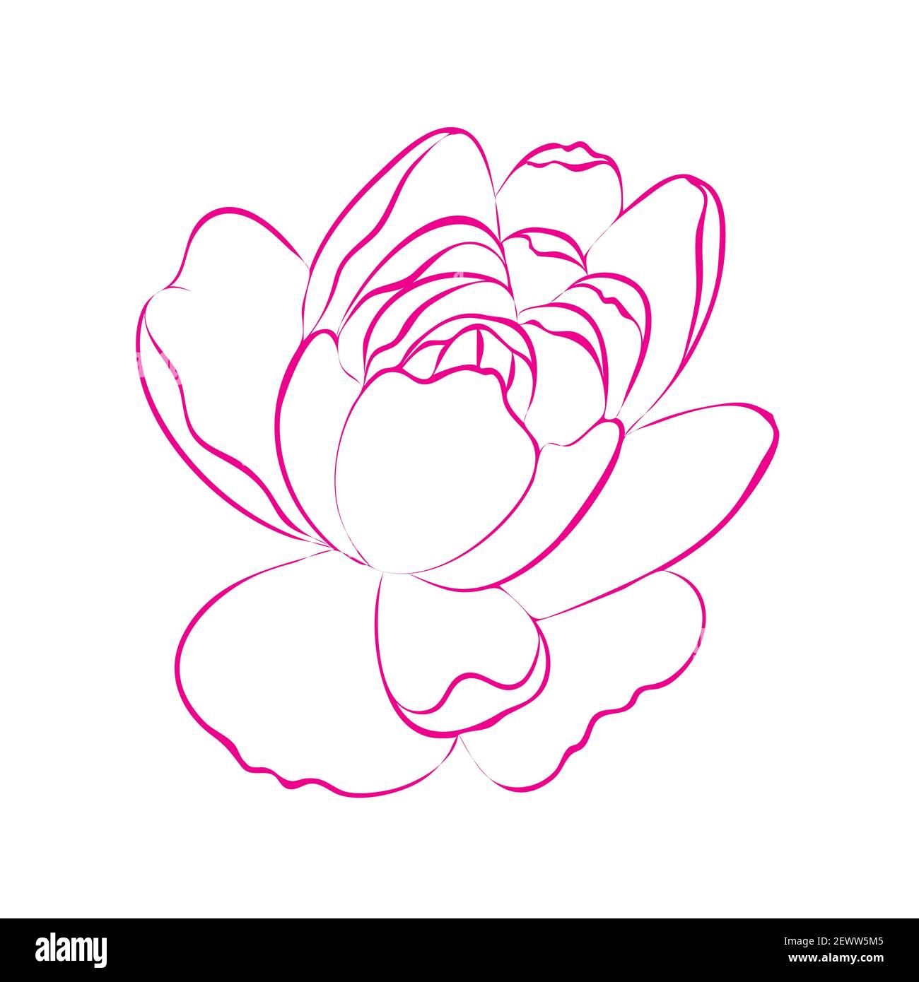 Contour de la fleur de pivoine, isolée sur fond blanc. Dessin de ligne de pivoines botaniques roses et blanches. Illustration de dessin animé vectoriel. Illustration de Vecteur