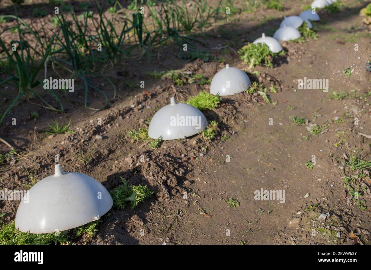 Champ endivia. Ce légume d'hiver est protégé du gel avec un chapeau en plastique. Comté de la Garrotxa, Catalogne, Espagne Banque D'Images