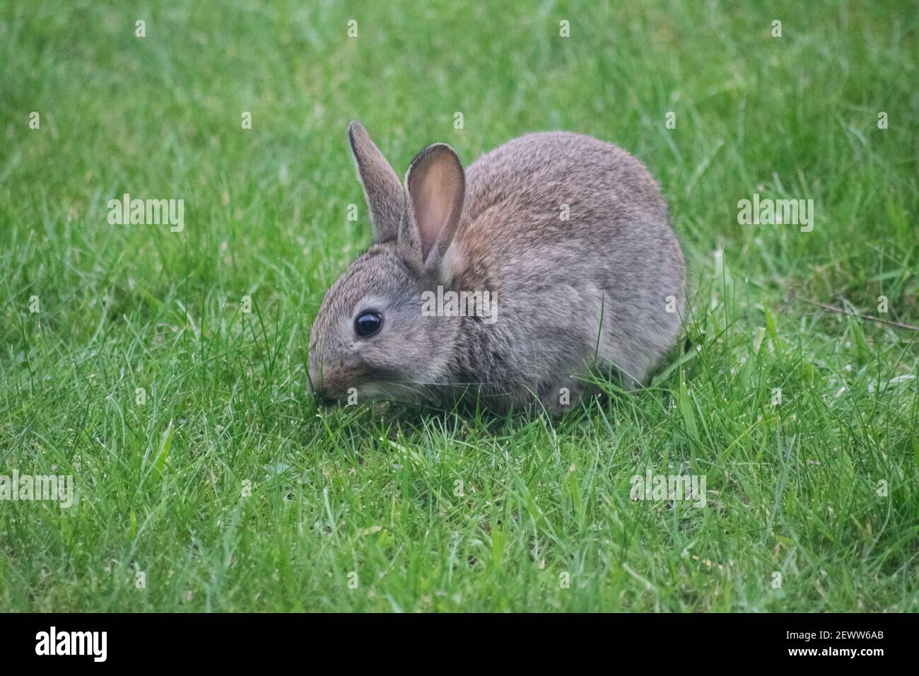 Lapin gris sauvage dans un jardin grignotant sur l'herbe Banque D'Images