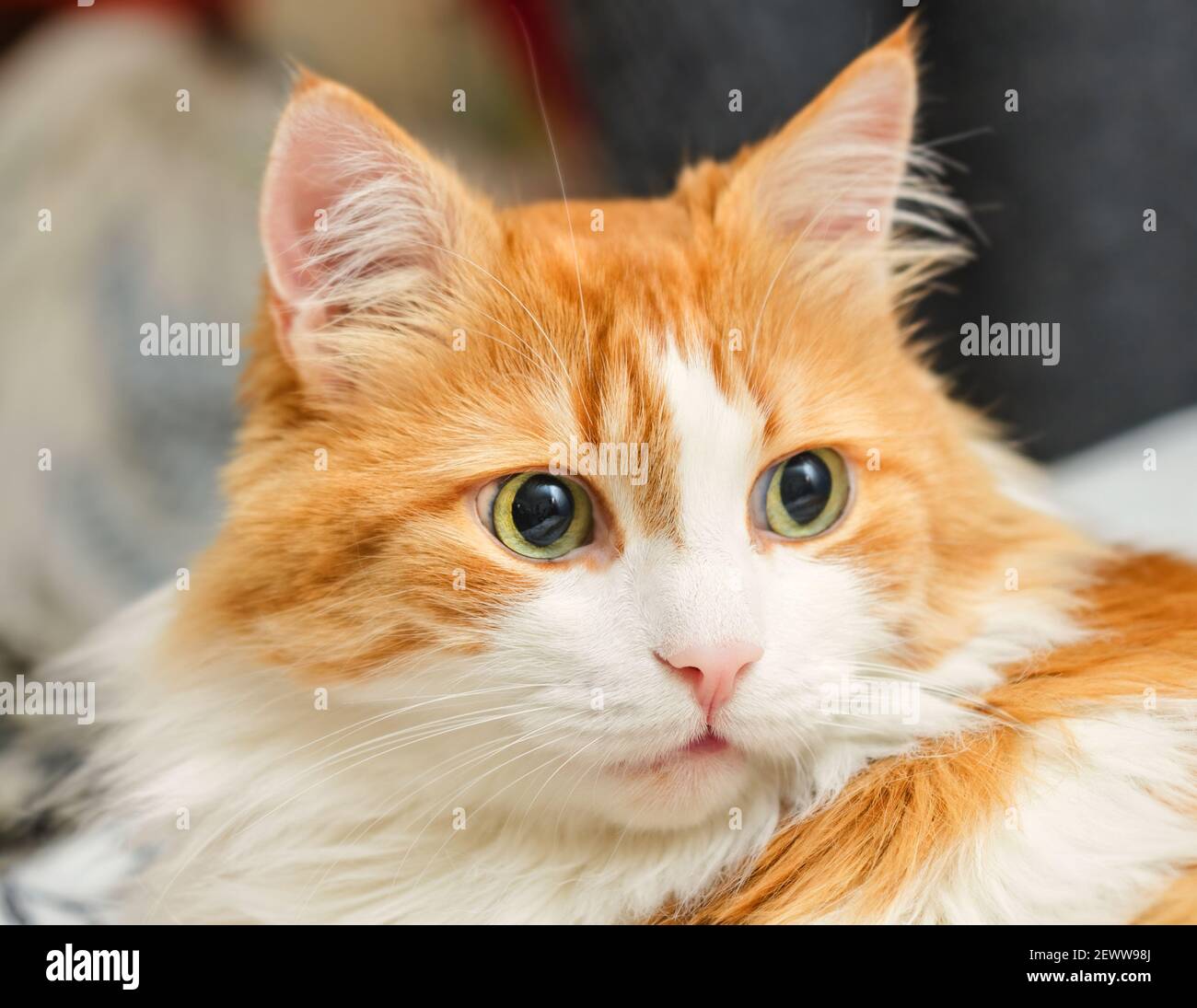 Yeux verts surpris de vrai beau chat rouge pour adultes homel Banque D'Images