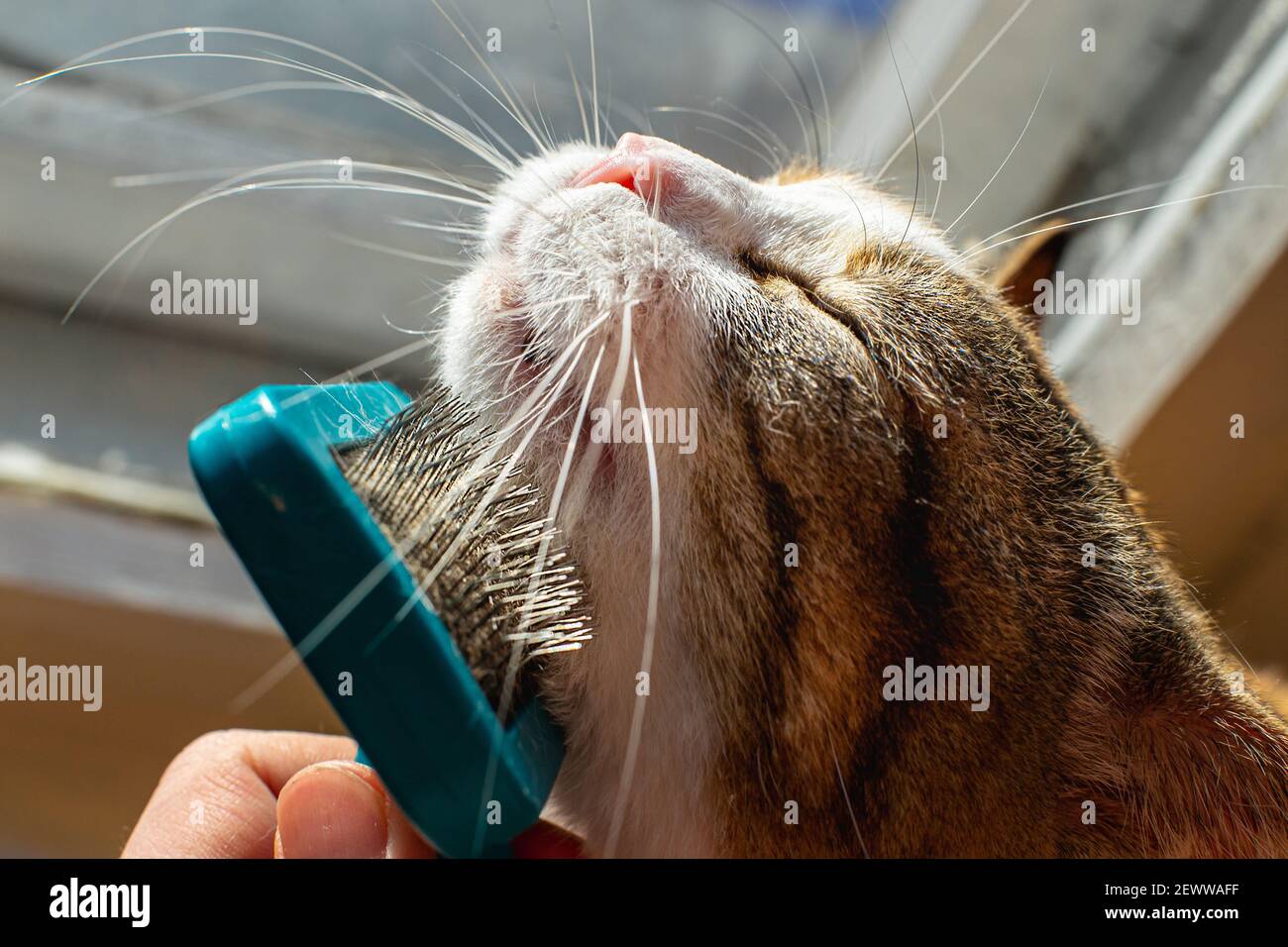 Homme toilettant son chat domestique au gingembre avec fureur vue rapprochée. Banque D'Images