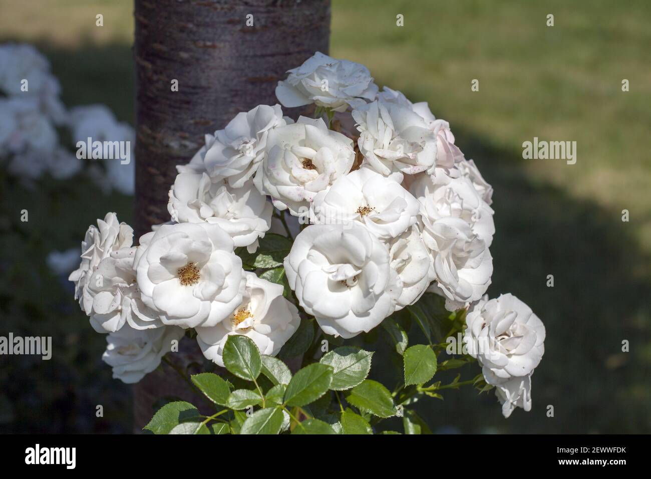 Un beau rosier sauvage aux fleurs parfaitement blanches, partiellement baigné de soleil et partiellement caché à l'ombre d'un arbre. Banque D'Images