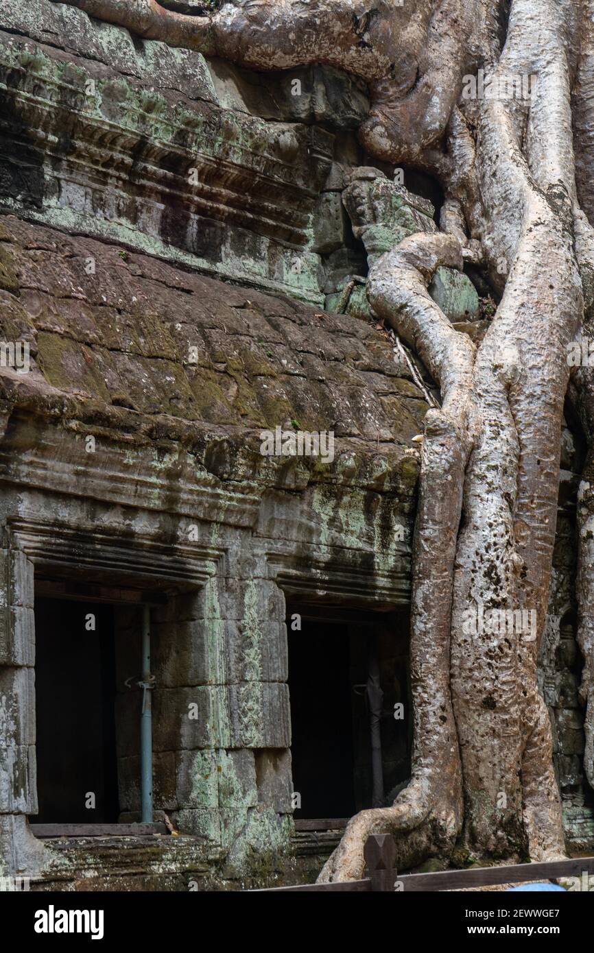 Angkor Wat, Cambodge - 23 juin 2016 : les racines d'un arbre pendent sur les ruines d'Angkor Wat. Banque D'Images