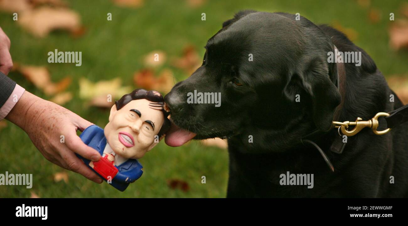 Spectacle canin de Westminster..... M.PS et leurs animaux de compagnie participent au spectacle de chiens de Westminster David Amiss MP et Michael qui a un jouet Gordon Brown en caoutchouc. pic David Sandison Banque D'Images