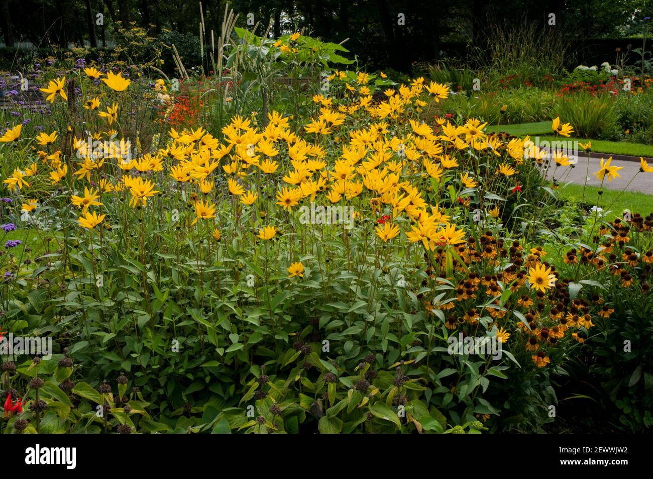 Helianthus atrorubens Monarch dans une bordure herbacée en été Une souche formant une plante vivace avec des fleurs jaunes un membre de la famille de tournesol Banque D'Images