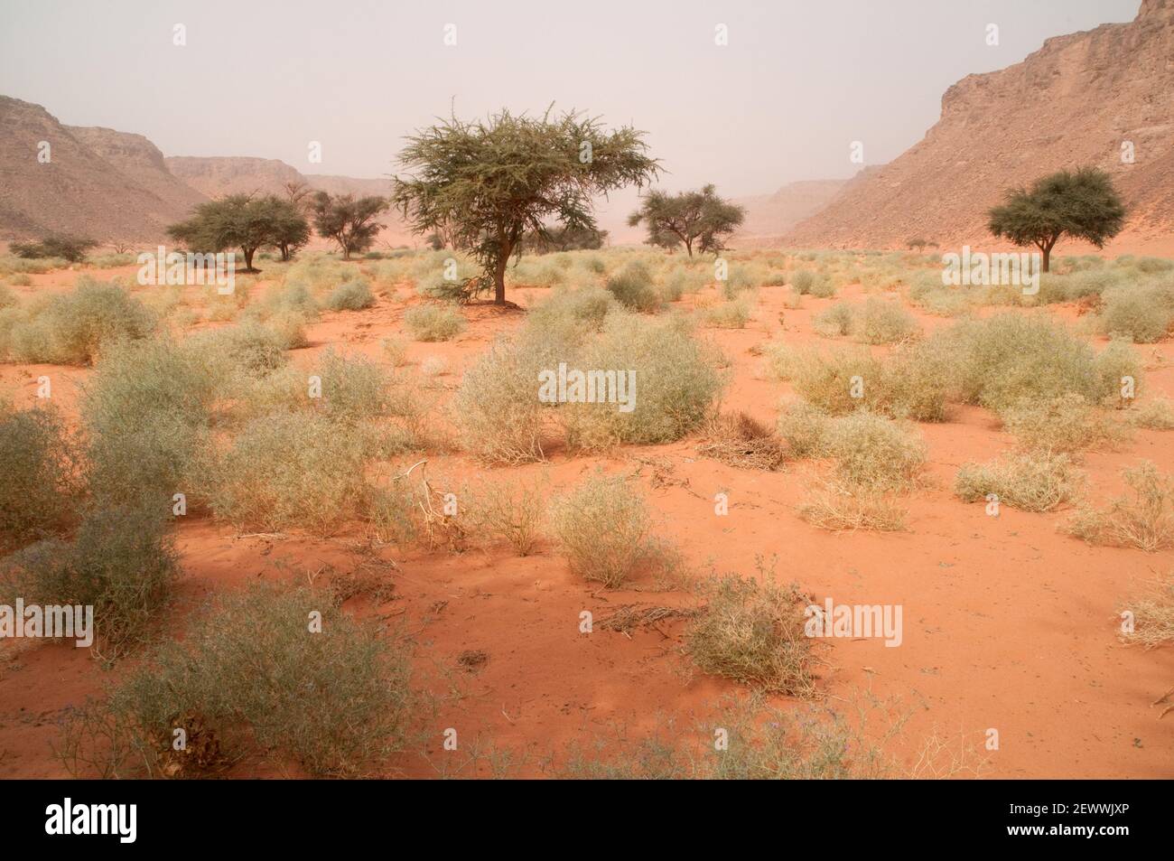 Acacia et arbustes dans la région aride de de la vallée de Wadi Hamra du Gilf Kebir, dans le désert du Sahara de la région du désert occidental du sud-ouest de l'Égypte. Banque D'Images