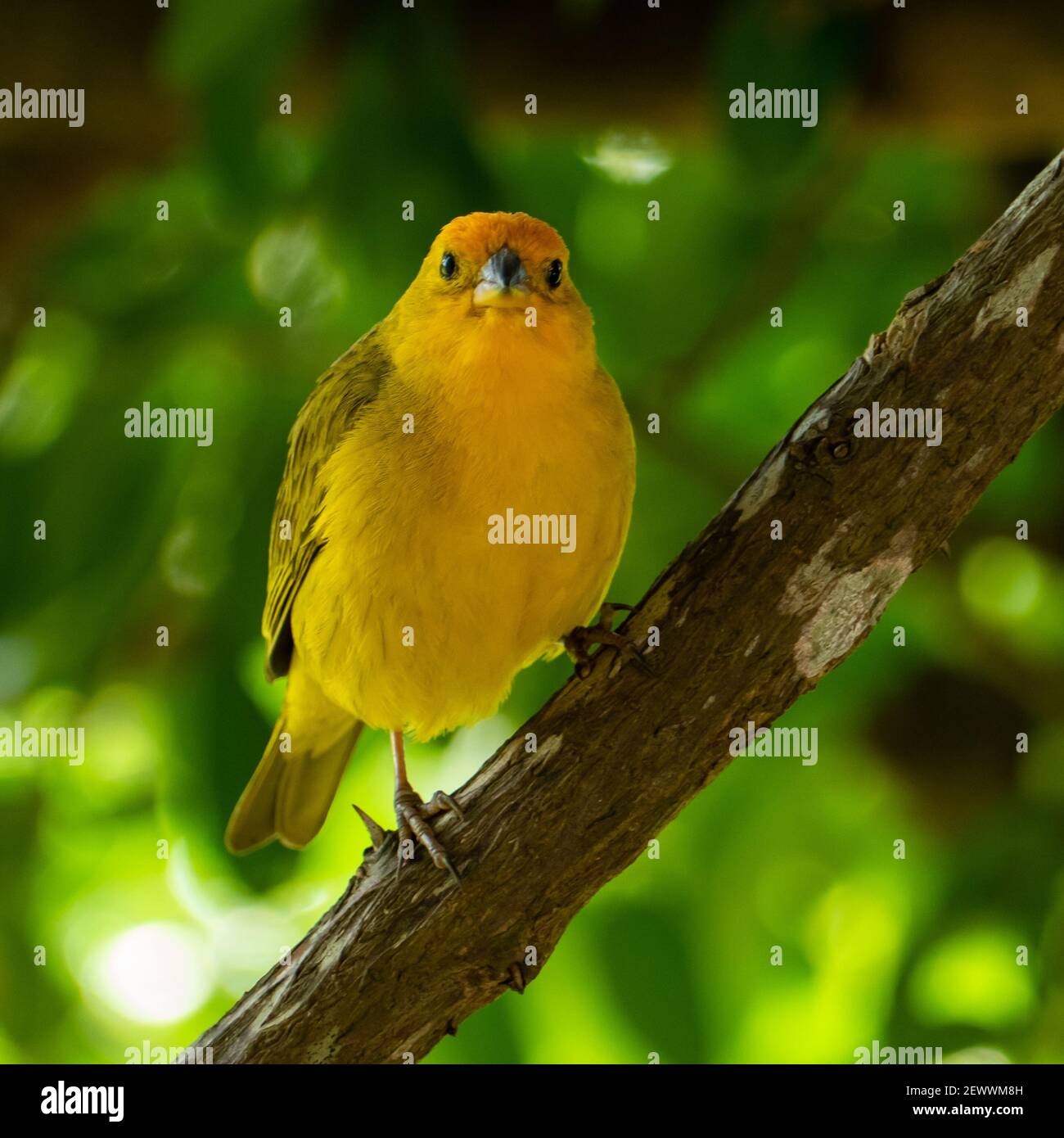 Canari jaune de l'Atlantique, petit oiseau sauvage brésilien. Le canari jaune Crithagra flaviventris est un petit oiseau de passereau de la famille finch. Banque D'Images