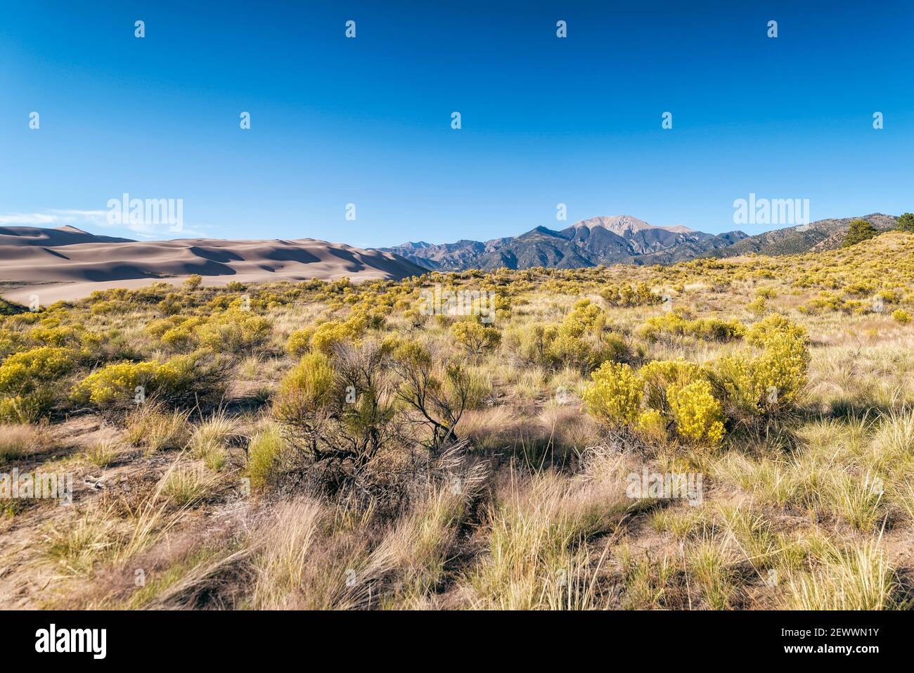 Paysage désertique dans le parc national de Sand Dunes, Colorado Banque D'Images