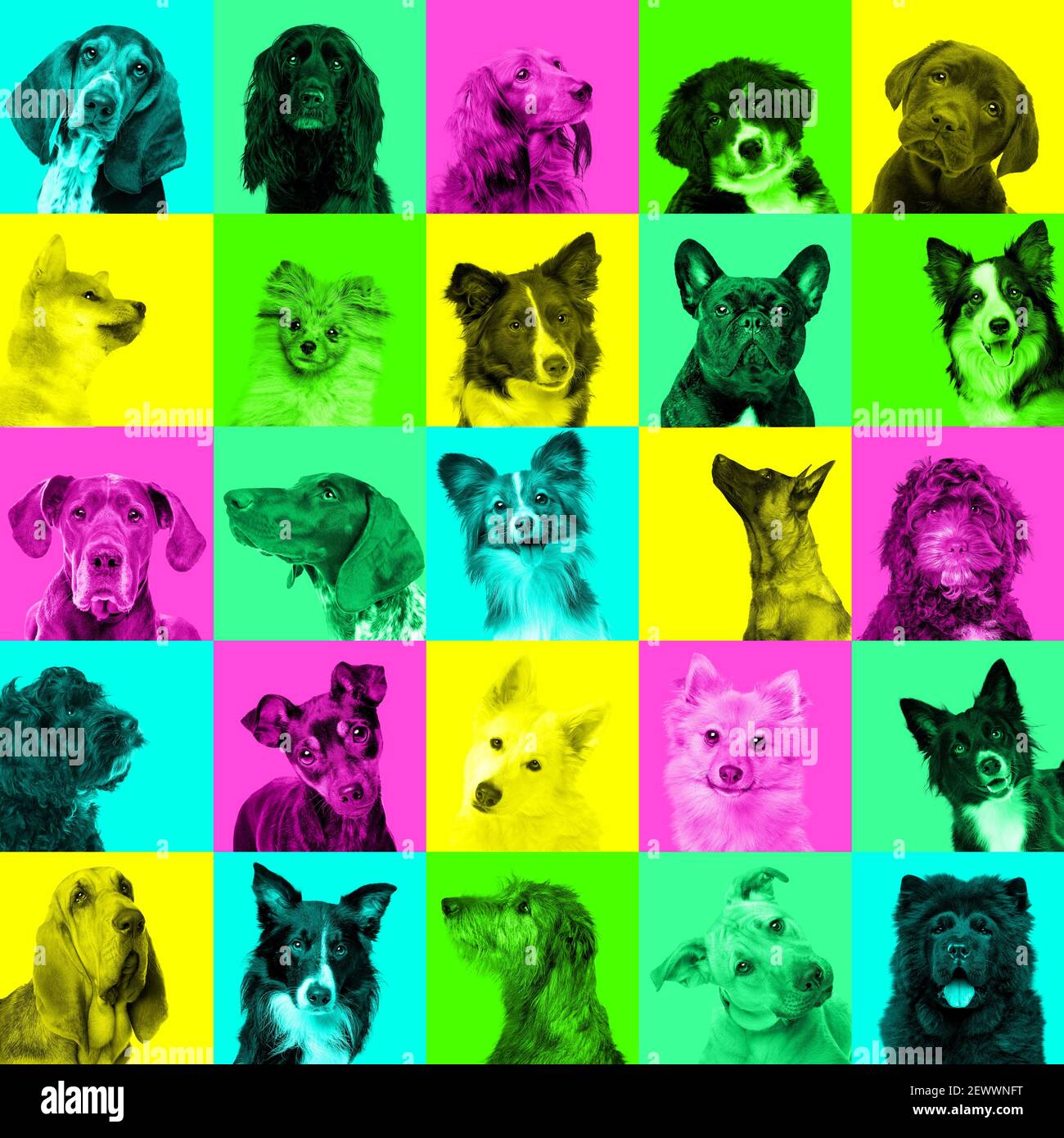 Collage de portraits de chiens expression faciale lumineuse sur néon tendance Arrière-plan multicolore.concept style pop Banque D'Images