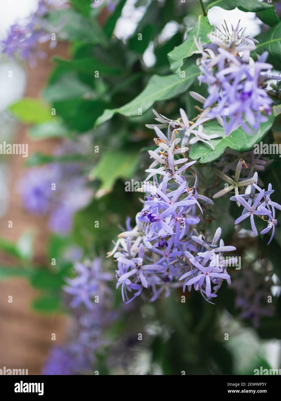 Plante de vigne de fleur pourpre avec des feuilles vertes Banque D'Images