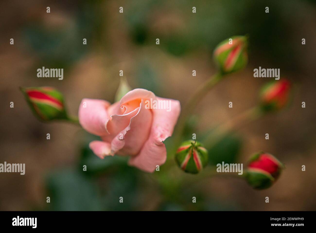 Une rose pêche légère commençant à fleurir dans un fond des boutons roses Banque D'Images