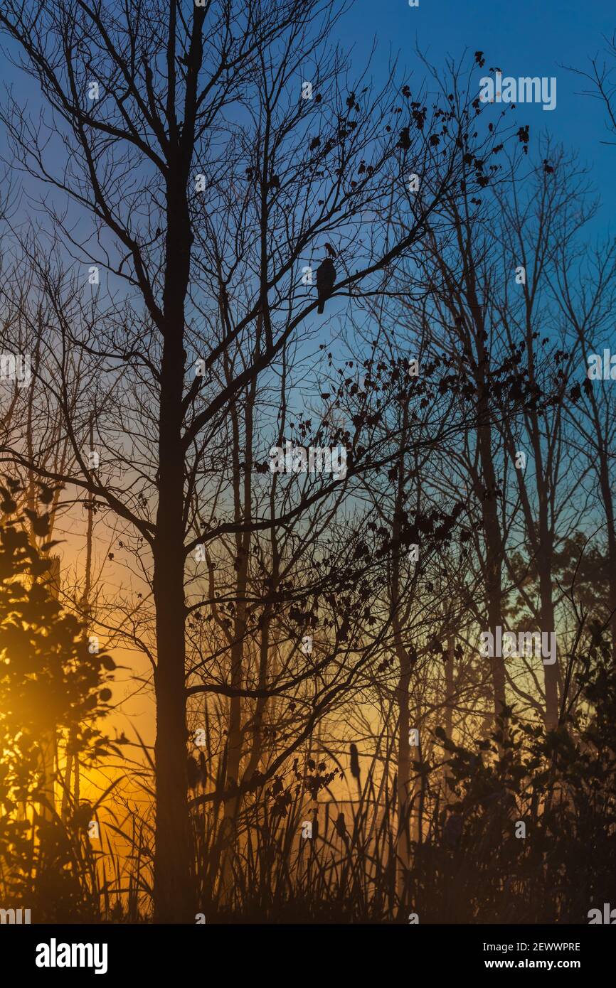 Un faucon est perché dans un arbre tandis que le soleil se lève sur un lac dans le nord du Wisconsin. Banque D'Images