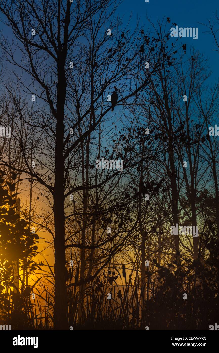 Un faucon est perché dans un arbre tandis que le soleil se lève sur un lac dans le nord du Wisconsin. Banque D'Images