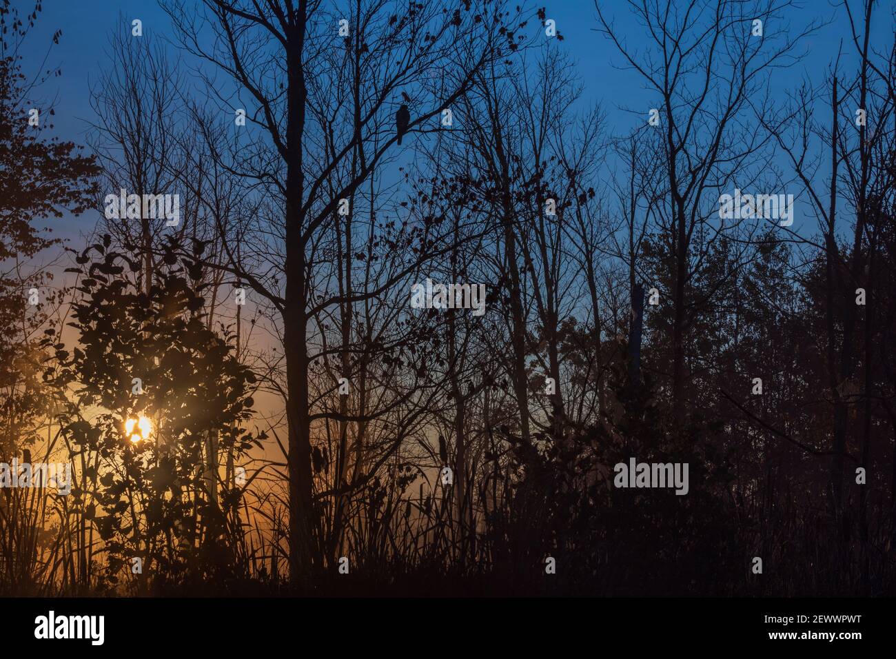 Un faucon est perché dans un arbre tandis que le soleil se lève sur un lac dans le nord du Wisconsin. Banque D'Images