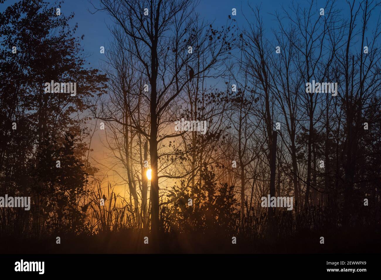 Un faucon est perché dans un arbre tandis que le soleil se lève sur un lac dans le nord du Wisconsin. Banque D'Images