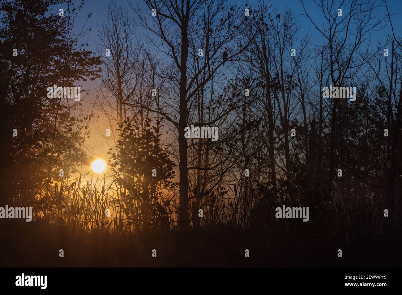 Un faucon est perché dans un arbre tandis que le soleil se lève sur un lac dans le nord du Wisconsin. Banque D'Images
