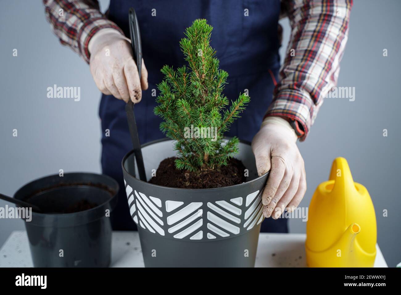Transplantation de plantes d'intérieur. Jardinage à la maison. Entretien des plantes. L'homme transplante des plants d'épinette de l'ancien pot à nouveau. Vue rognée du jardinier masculin Banque D'Images