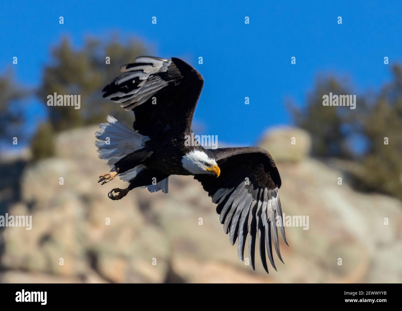 Aigles à tête blanche dans la nature de Eleven Mile Canyon Colorado Banque D'Images