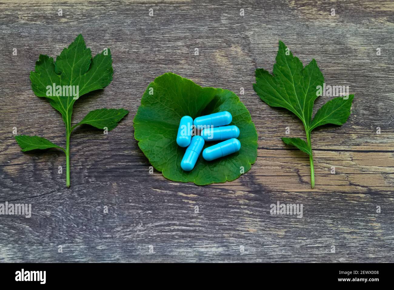 Coloré de la pilule et de la feuille verte de la plante de mugwort blanche (Artemisia lactiflora) avec du pennymort asiatique vert (Centella asiatica ) sur la cale en bois de grunge Banque D'Images