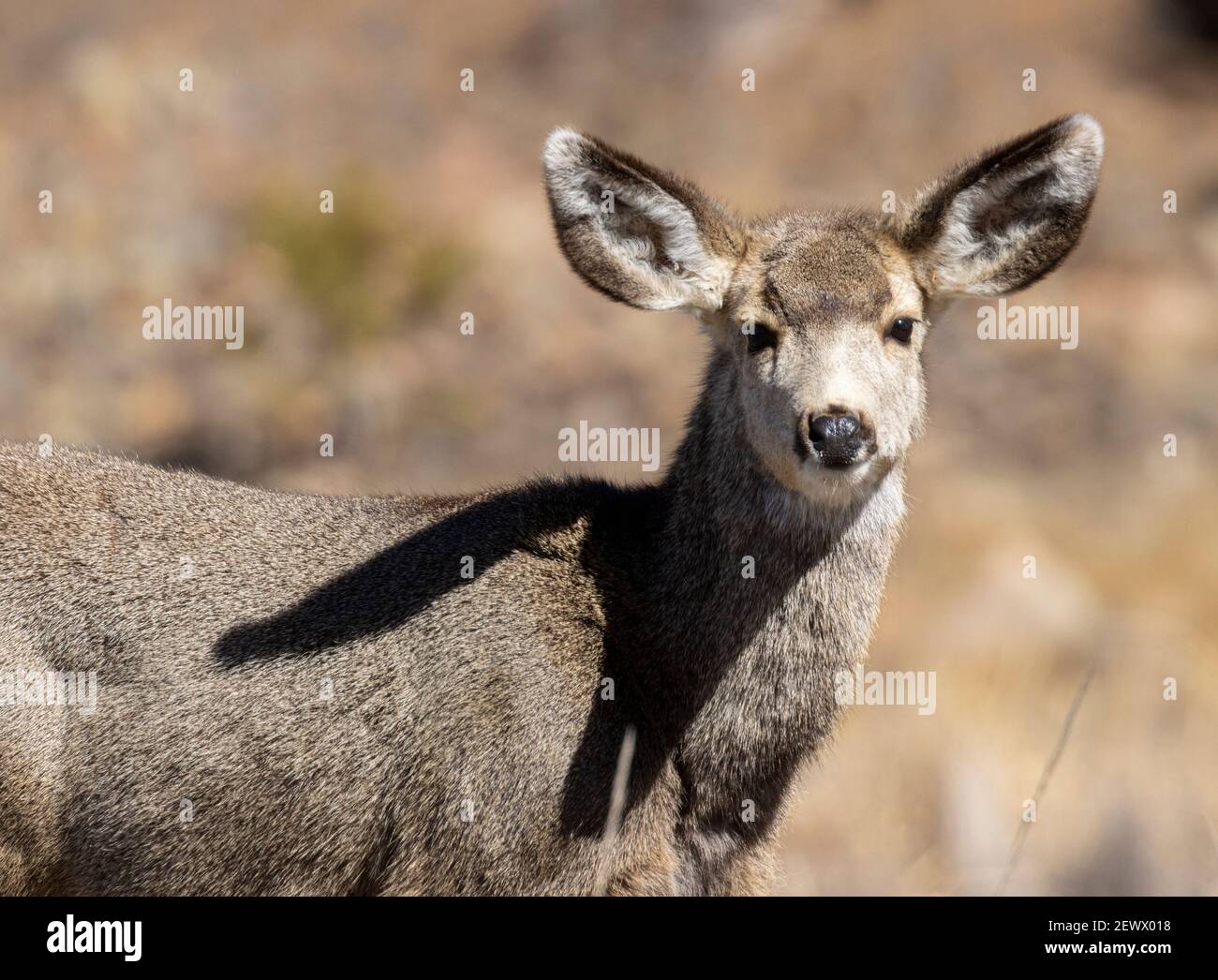 Troupeau de Mule Deer dans Eleven Mile Canyon de recherche de nourriture près La rivière South Platte Banque D'Images