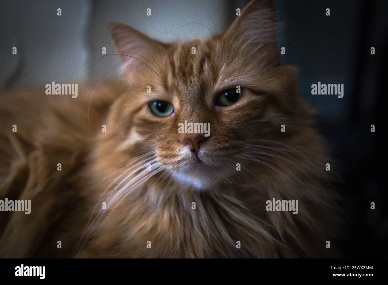 Un portrait de chat domestique brun à poil long Banque D'Images