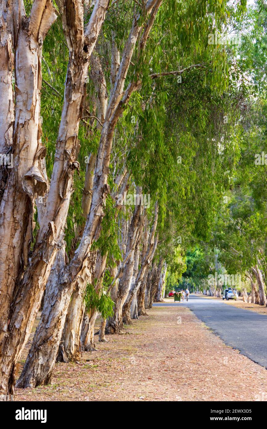 Des gommiers bordent la rue dans une scène pittoresque de Port Douglas, Queensland, Australie. Banque D'Images