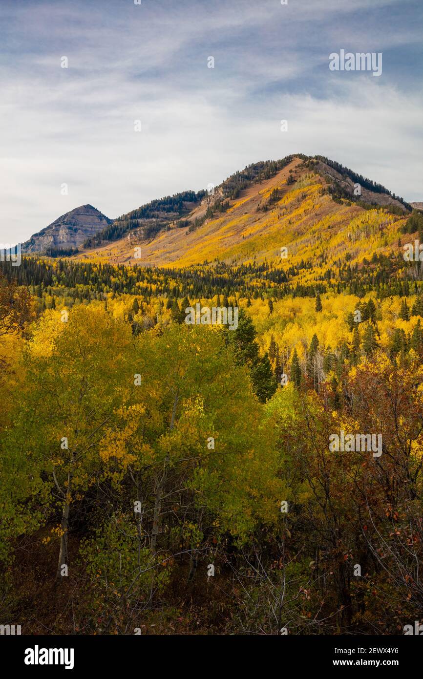 Couleur d'automne dans la lumière du matin, Mount Timpanogos, Wasatch Mountains, Utah Banque D'Images