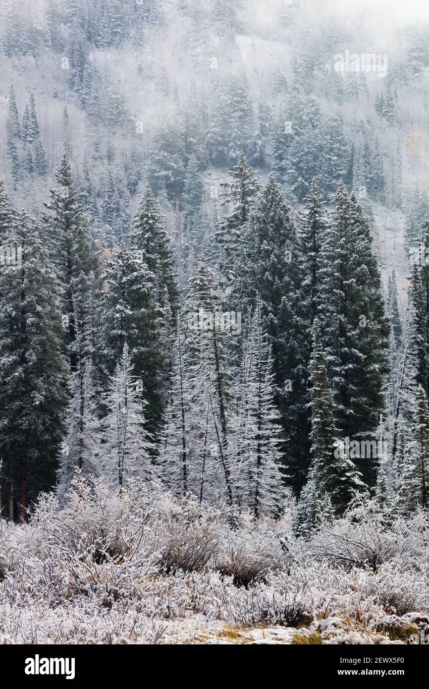 Neige fraîche sur les pins, Silver Lake, Brighton, Big Cottonwood Canyon, les montagnes Wasatch, Utah Banque D'Images