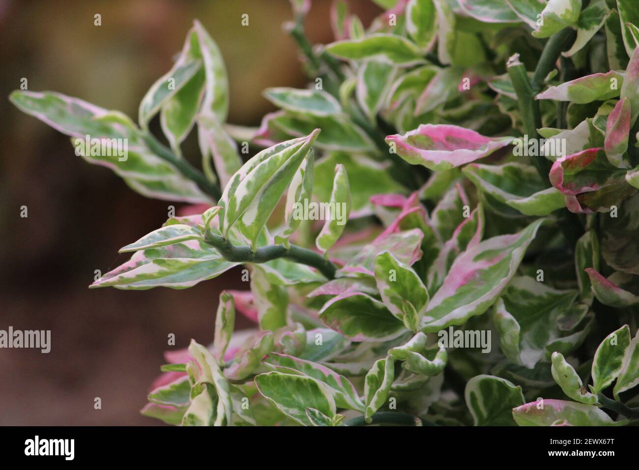 Un arbuste de fleurs de redbird avec de belles feuilles Banque D'Images